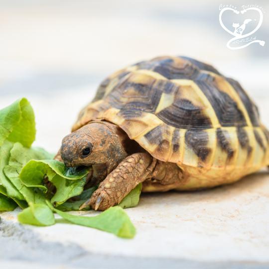 Alimentación para mascotas aravaca