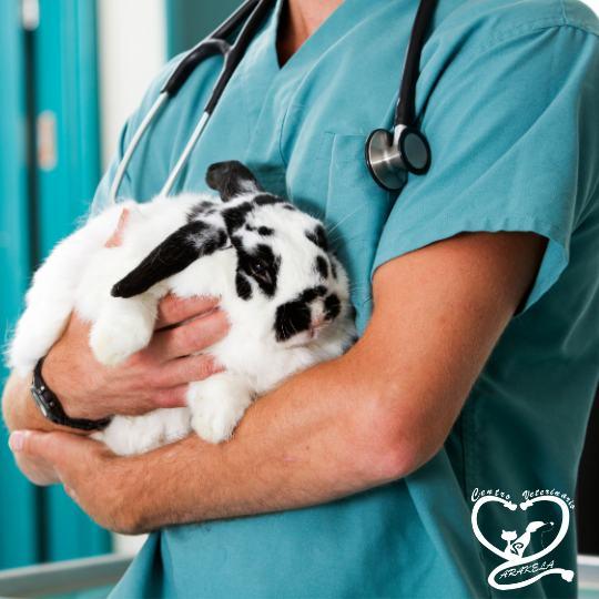 ¿Debo desparasitar y vacunar a mi conejo?  Centro Veterinario Arakela Veterinario en aravaca