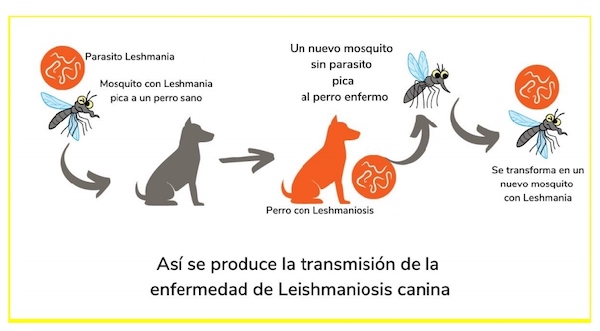 Flujo de transmisión de la enfermedad de la Leishmaniosis canina