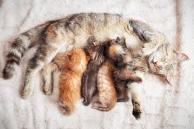 Las cesáreas en perros y gatos
