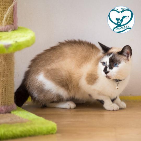 como introducir un gato nuevo en casa centro veterinario arakela veterinario en aravaca