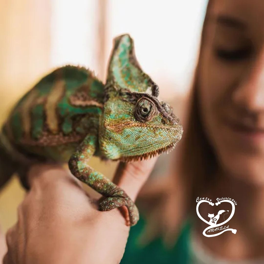 Cuidados básicos de animales exóticos