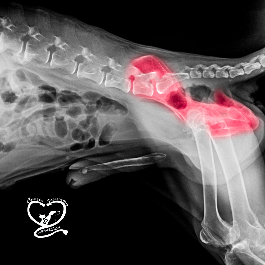 Displasia de cadera en perros