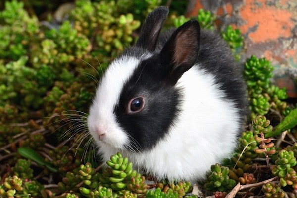 conejo blanco y negro entre la hierba