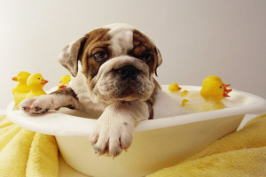 perro en una bañera, cómo cuidar la piel y el pelo de tu mascota