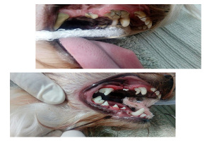 limpieza de boca en un perro. La anestesia en las limpiezas de boca