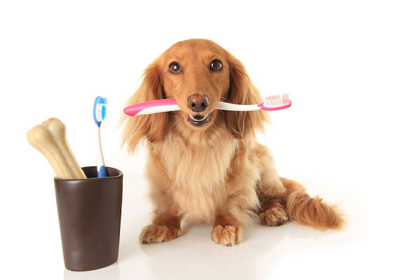 Un perro sosteniendo un cepillo de dientes. ¿Sabes si tu perro tiene la boca sana?