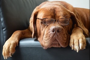 perro tumbado con gafas puestas, ¿se hace mayor?