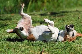 Epilepsia en perros