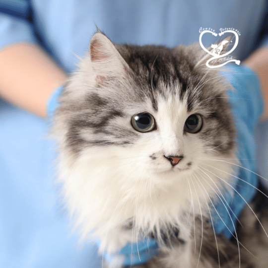 esterilizacion en gatos