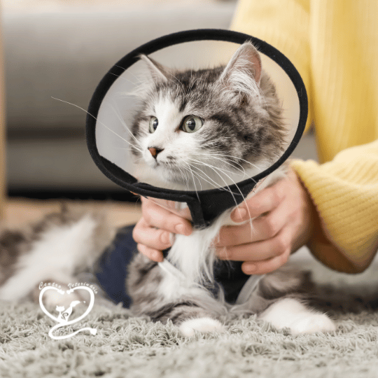 esterilizacion en gatos