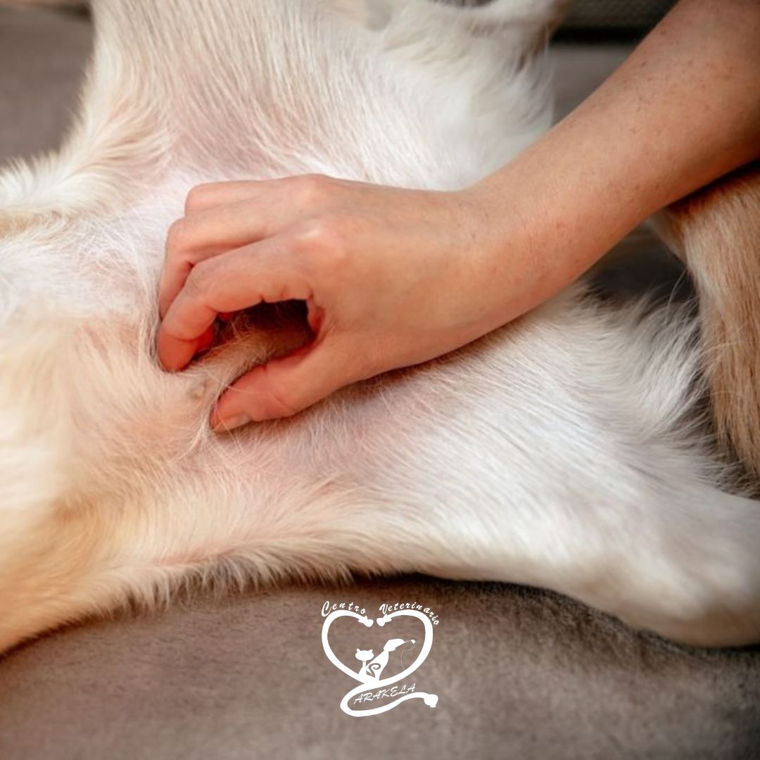 Patologías mamarias en perros y gatos