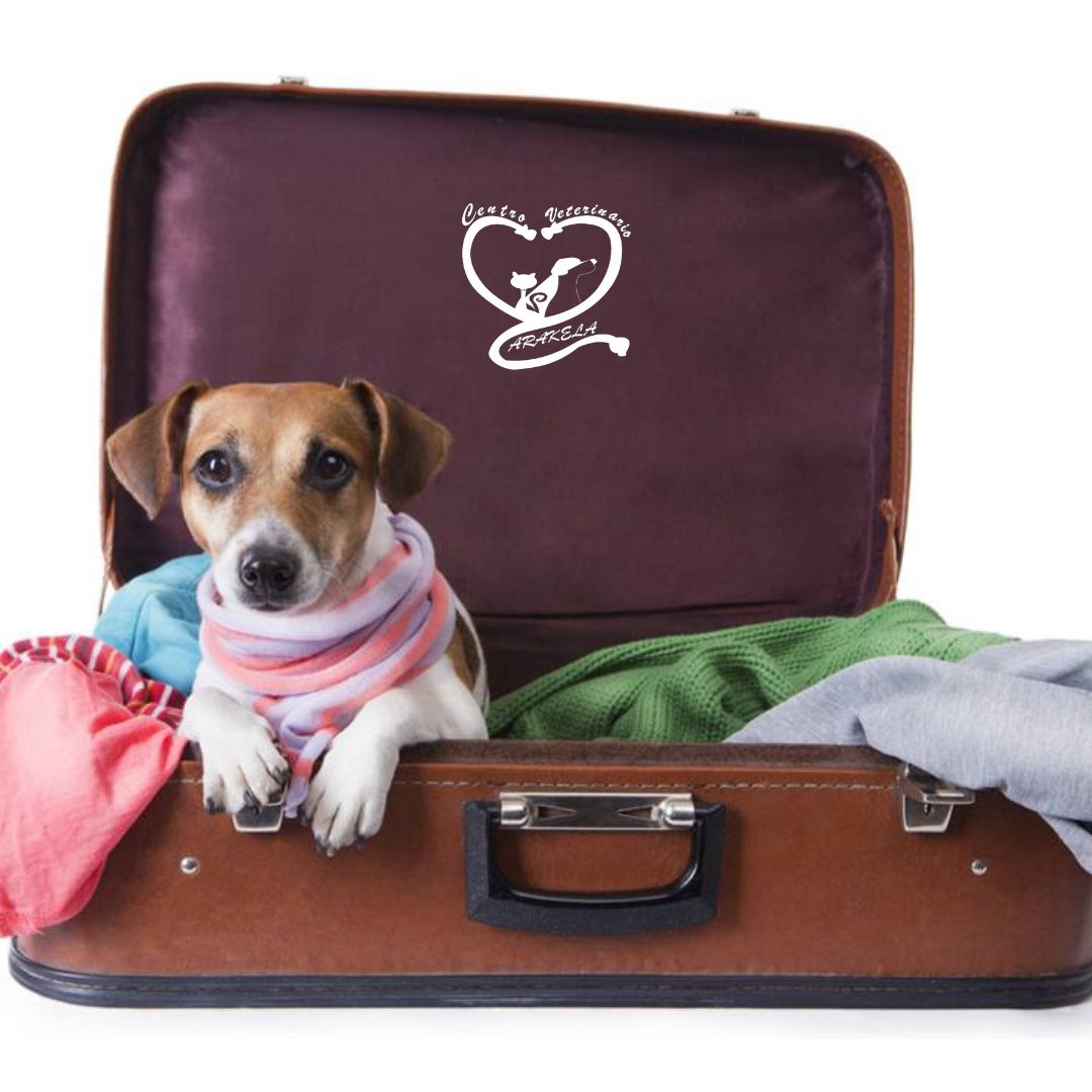 viajar con mascota