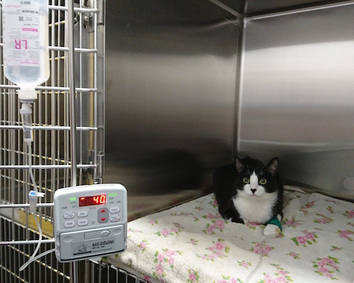 gato dentro de una jaula, área de hospitalización de uso exclusivo felino
