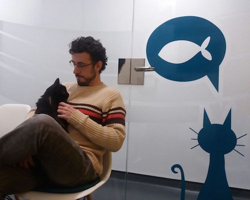 sala de espera de gatos aislada de otros animales