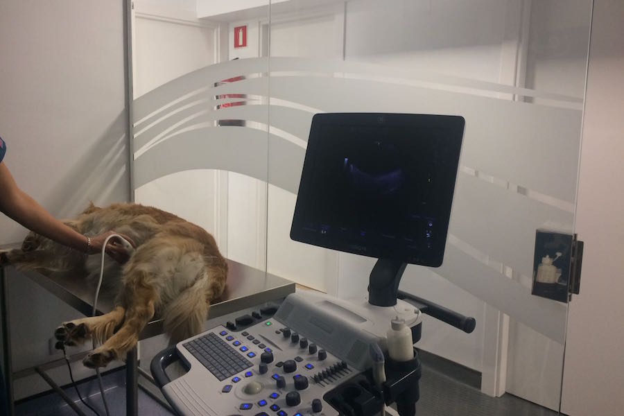 ecógrafo moderno y con distintas sondas para adecuarnos al paciente en Centro Veterinario Arakela